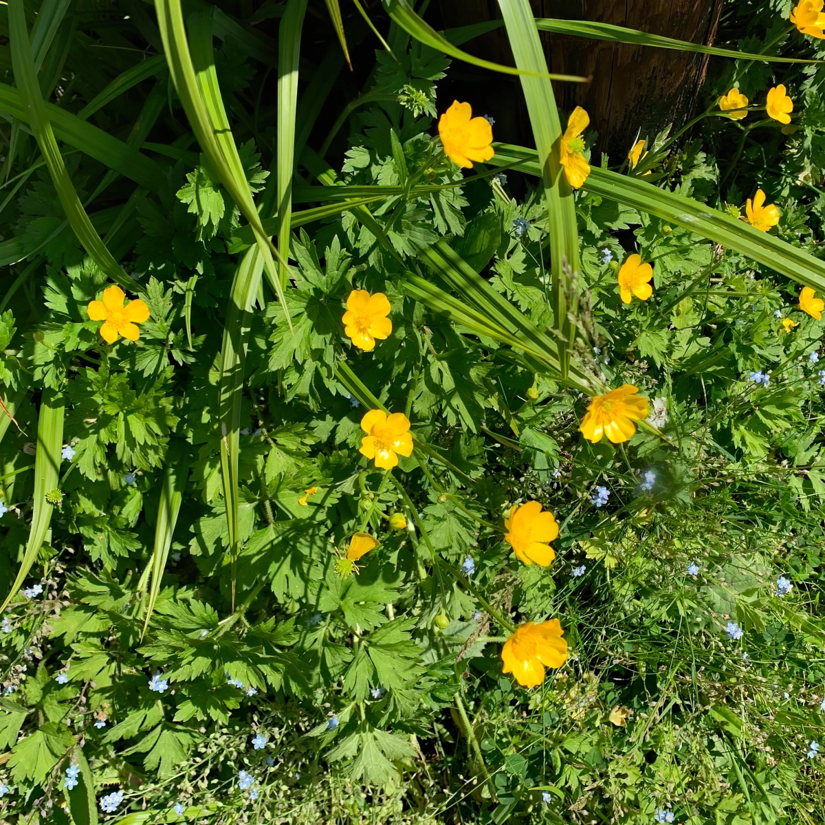 renoncule rampante fleurs jaunes jardin mauvaises herbes soleil sol