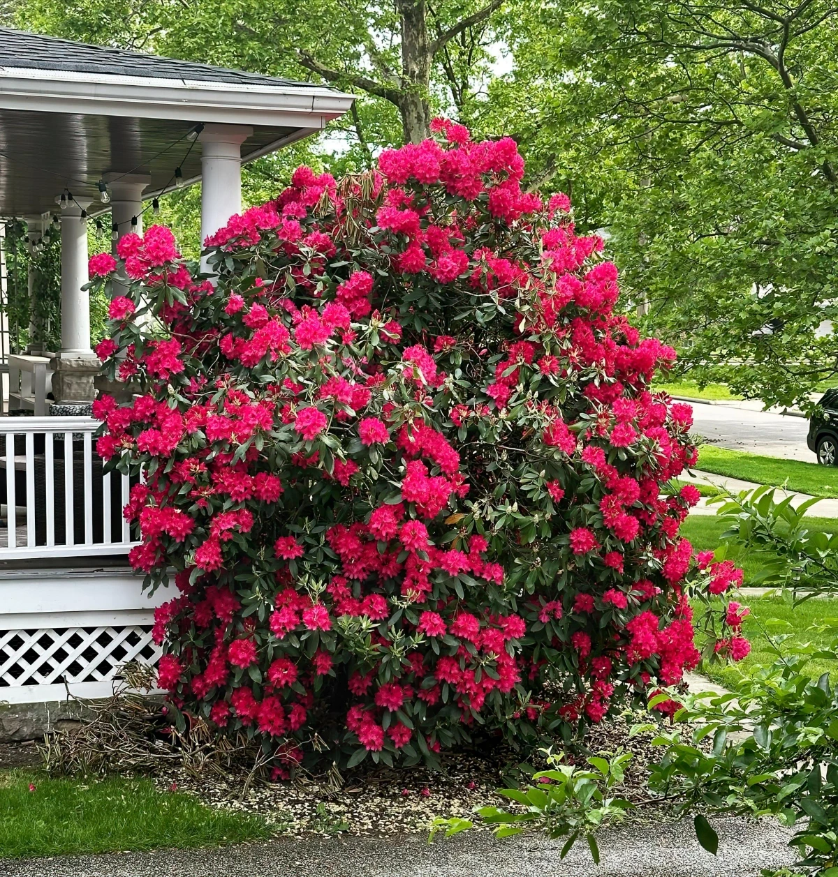 rhododendron abrise vue haie jardin fleurs rose fuschia pelouse
