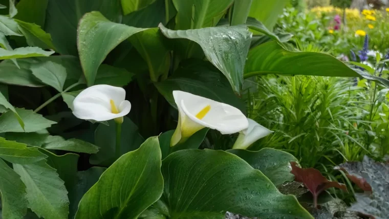 soins a apporter au calla en ete selon les jardiniers