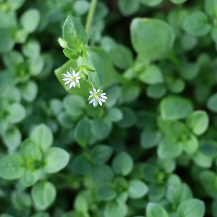 stellaria media mauvaise herbe feuillage ovale fleurs blanches