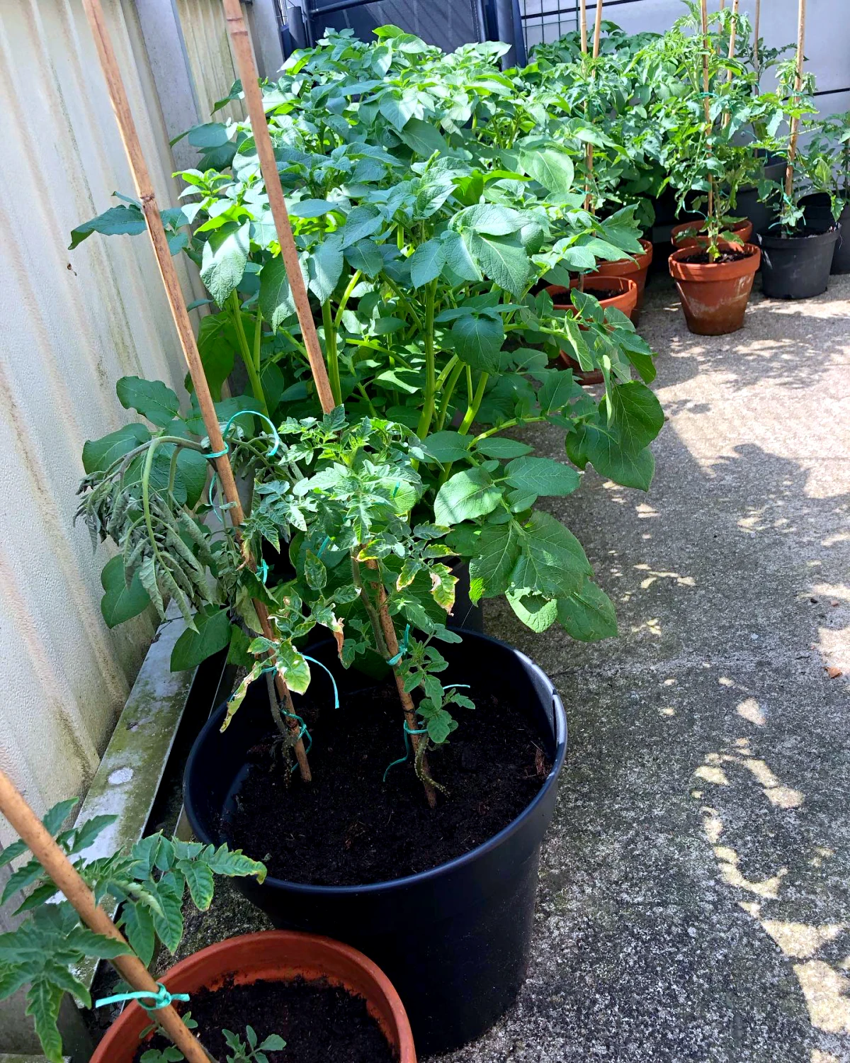 tuteurs en bambou pour les tomates en pot sur une terrasse