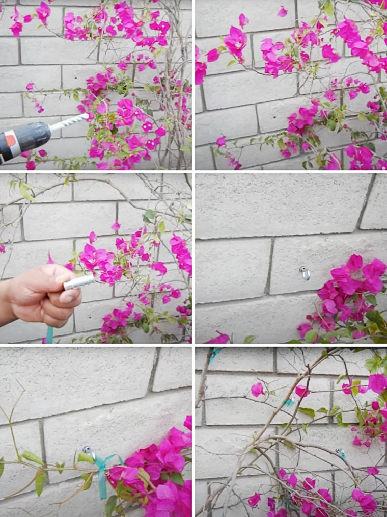 tutoriel comment faire grimper un bougainvillier sur un mur avec pistons crochets