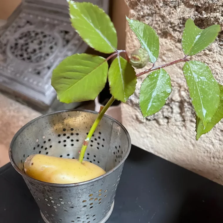 comment bouturer un rosier dans une pomme de terre