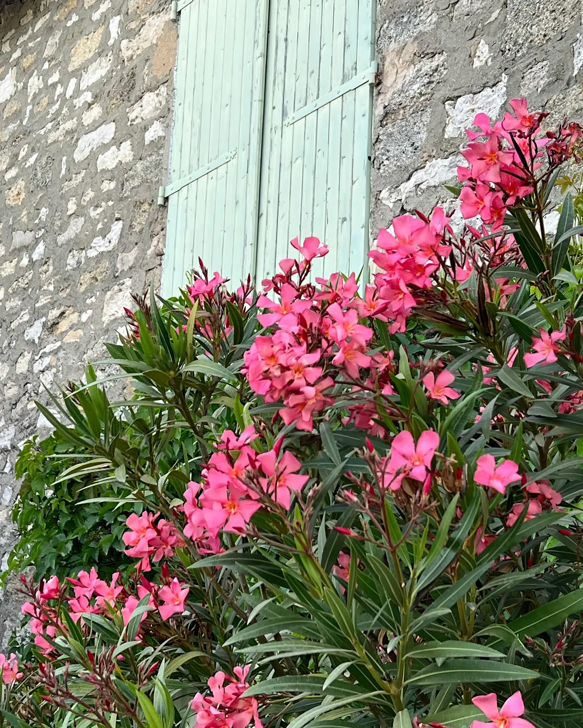 comment faire pour faire fleurir les plantes mediterraneennes