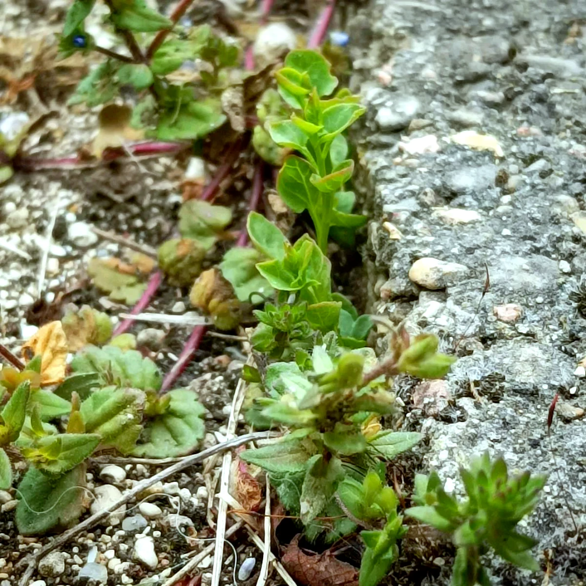 comment faire un desherbant naturel feuilles vertes sur du beton