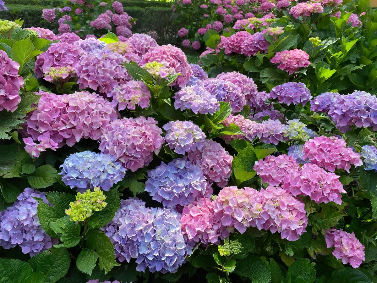 comment reussir la culture des hortensias conseils