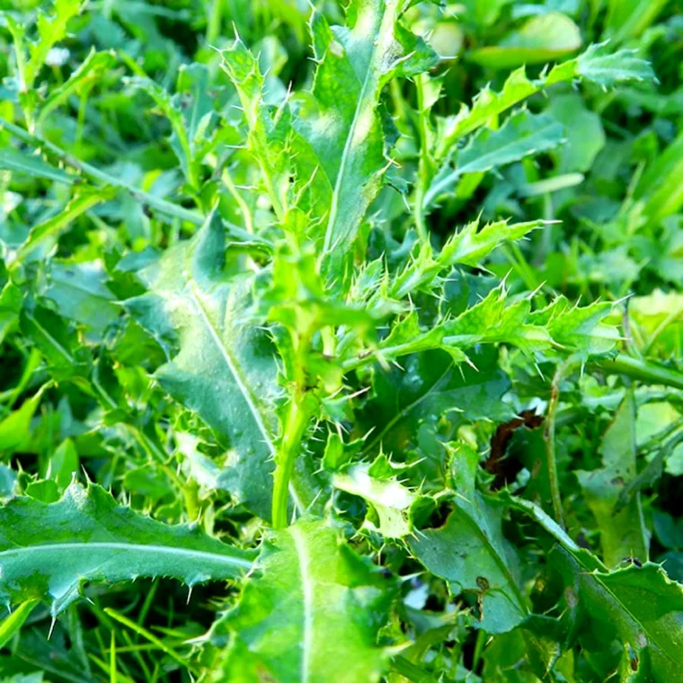 deserbant naturel pour gazon feuilles vertes