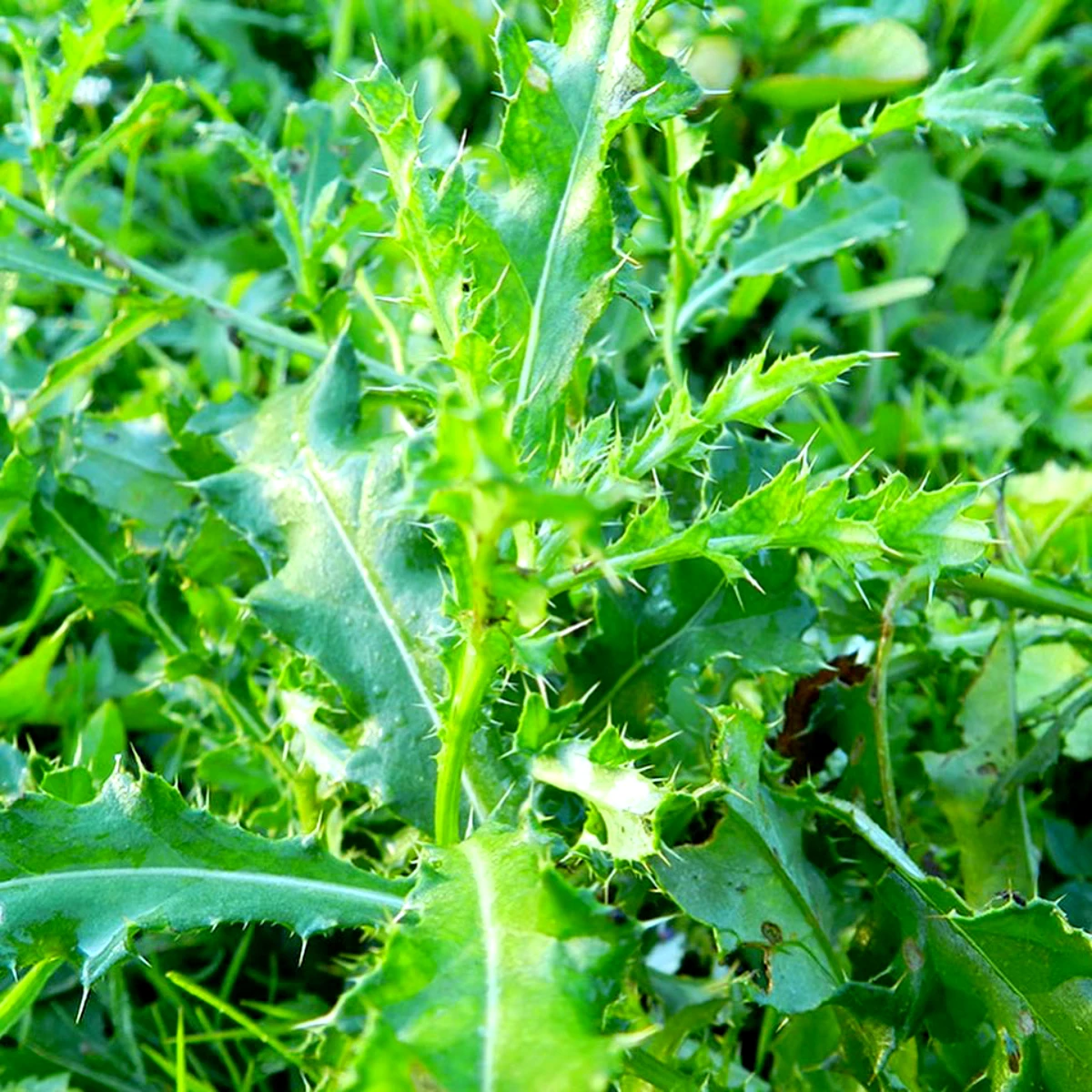 deserbant naturel pour gazon feuilles vertes