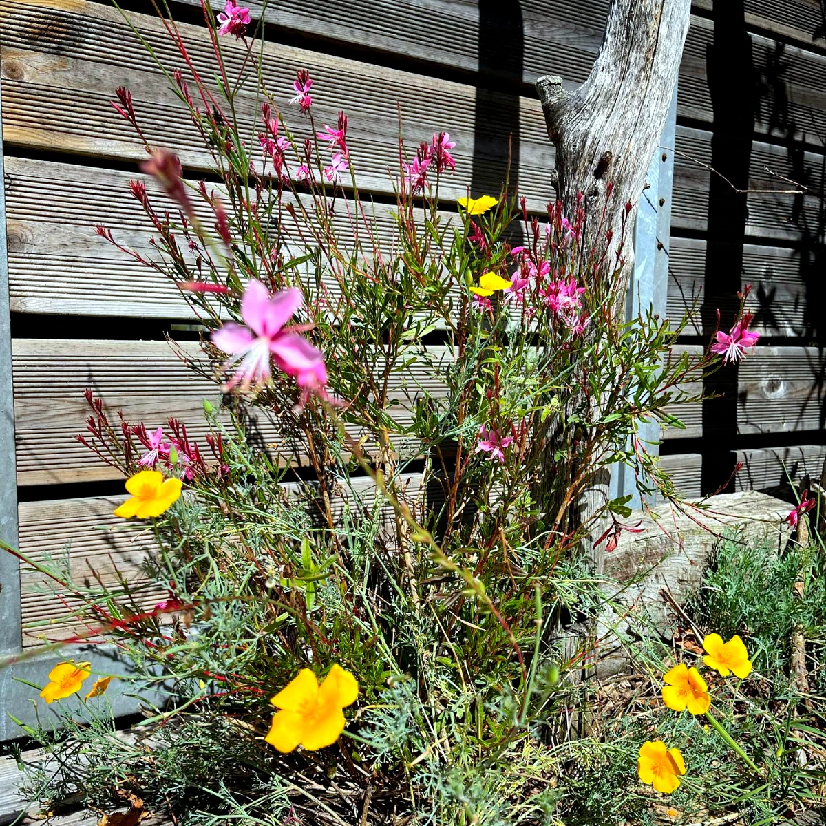 desherbant naturel puissant fleurs jaunes et roses