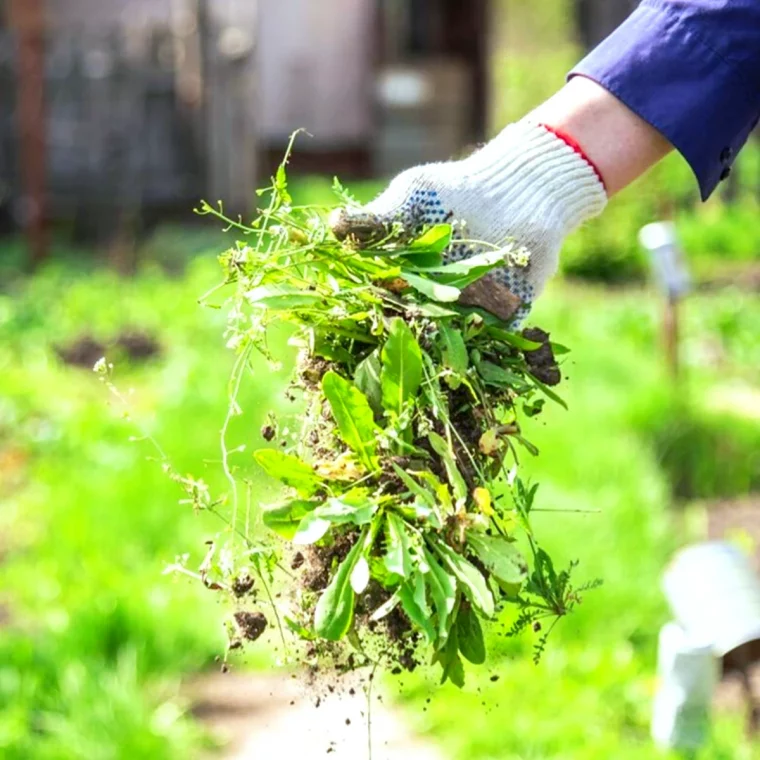 desherbant naturel qui tue les racines mains jardin pelouse verte