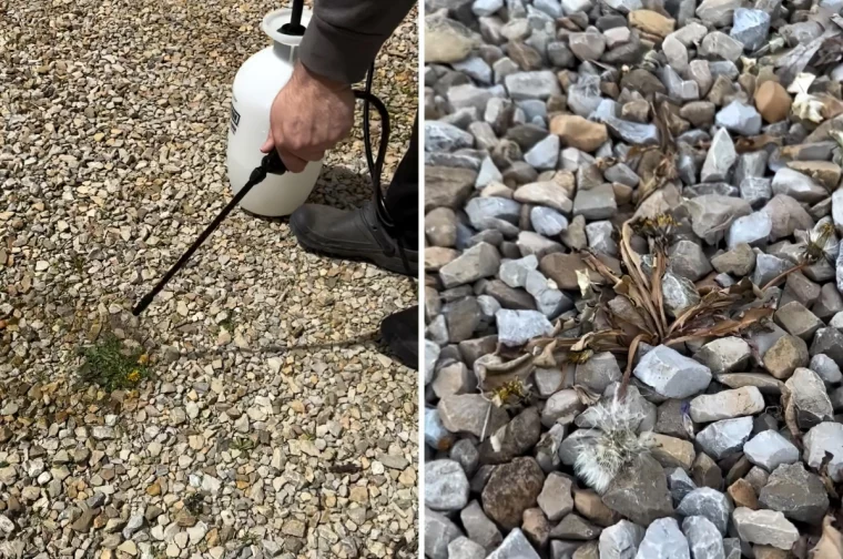 exemple comment tuer les mauvaises herbes avec pulverisation desherbant naturel