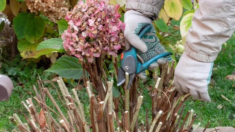 faut il couper les fleurs fanees des hortensias en ete