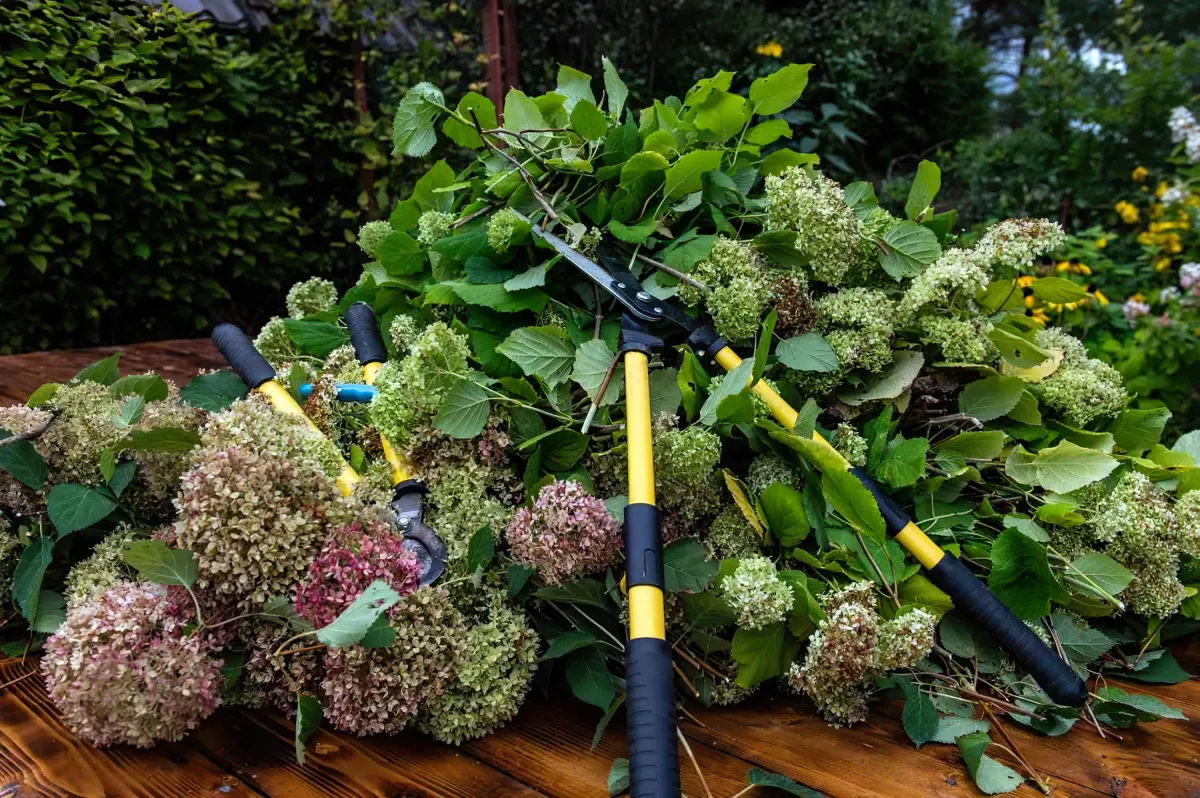 faut il couper les fleurs fanees des hortensias en ete conseils d experts