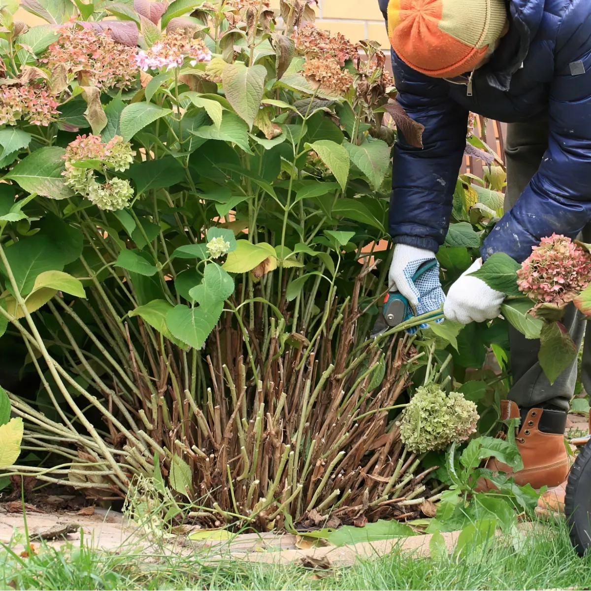 faut il couper les fleurs fanees des hortensias en ete et comment le faire