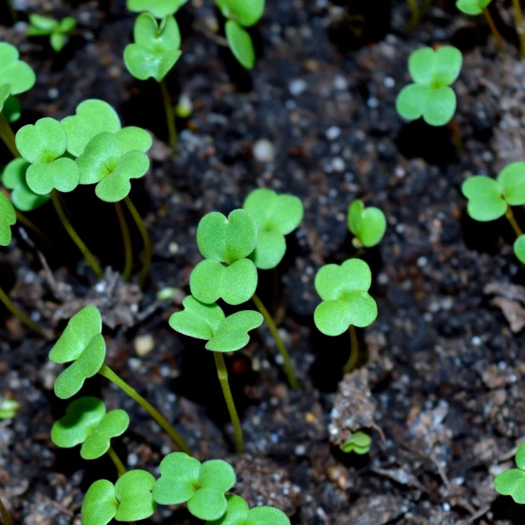 faux semis contre les mauvaises herbes feuilles vertes terre humide