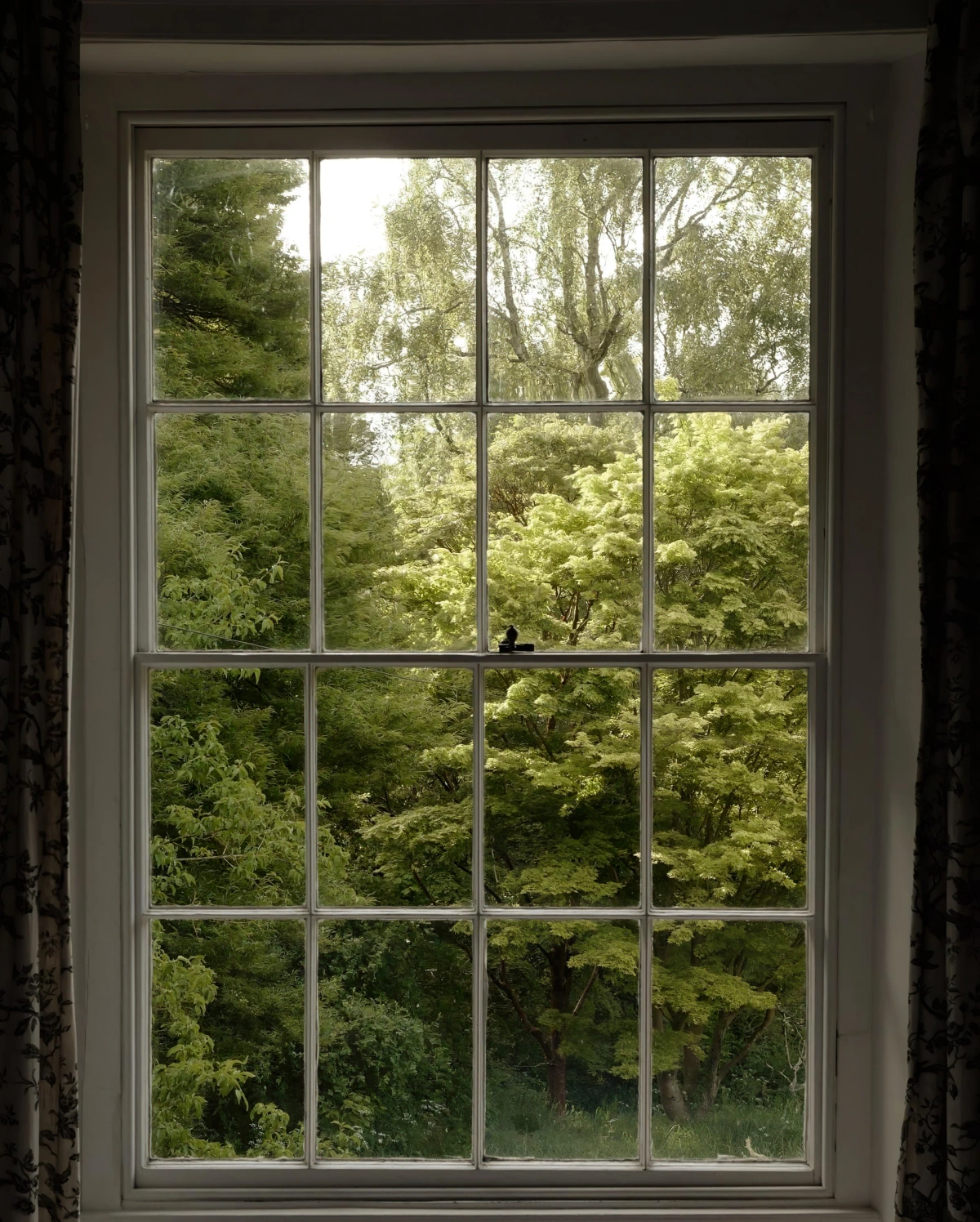 fenetre vitre taches nature arbres ciel gazon jardin
