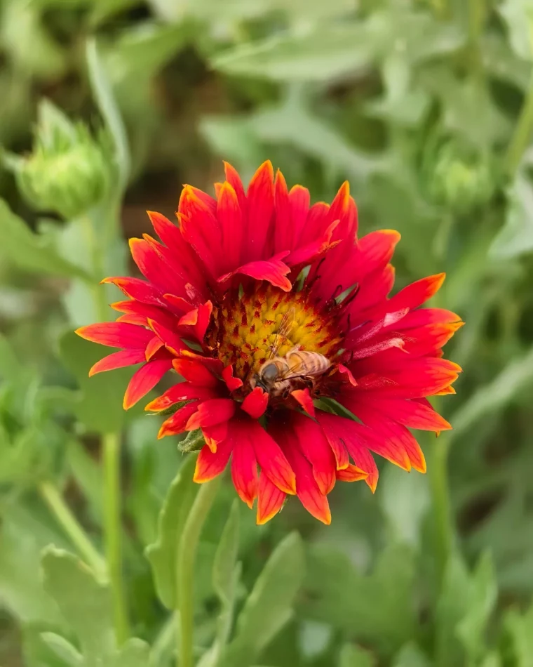 fleur vivace plein soleil rouge petales gaillardia abeille