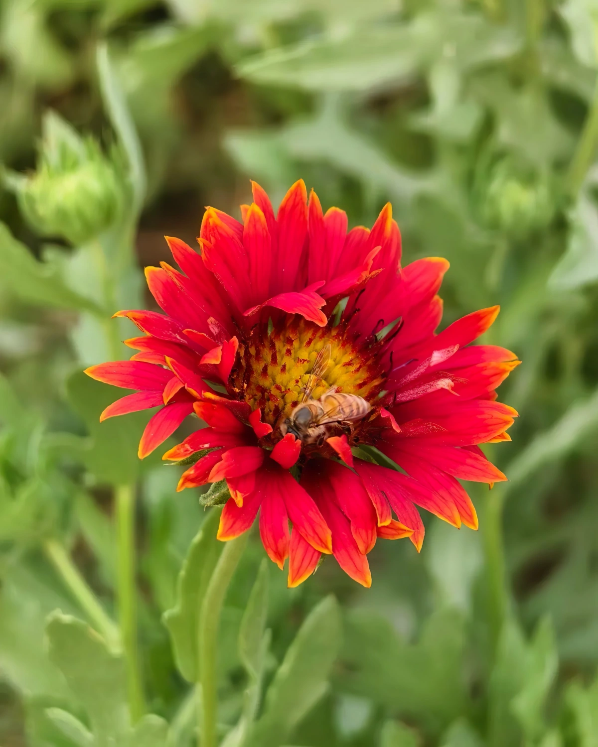 fleur vivace plein soleil rouge petales gaillardia abeille