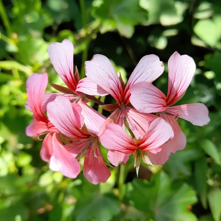 geranium lierre tout ce qu il faut savoir pour le faire fleurir