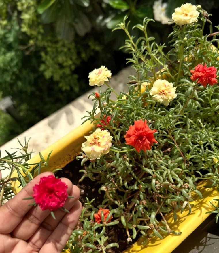 jardiniere couleur jaune pourpier a grandes fleurs jaune pastel petales rouges