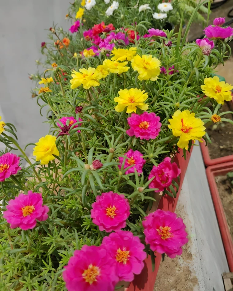 jardinieres culture plante fleurie pourpier a grandes fleurs colores roses et jaunes