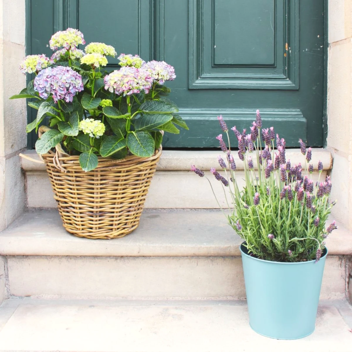 lavande sol humide pots de fleurs devant une porte verte