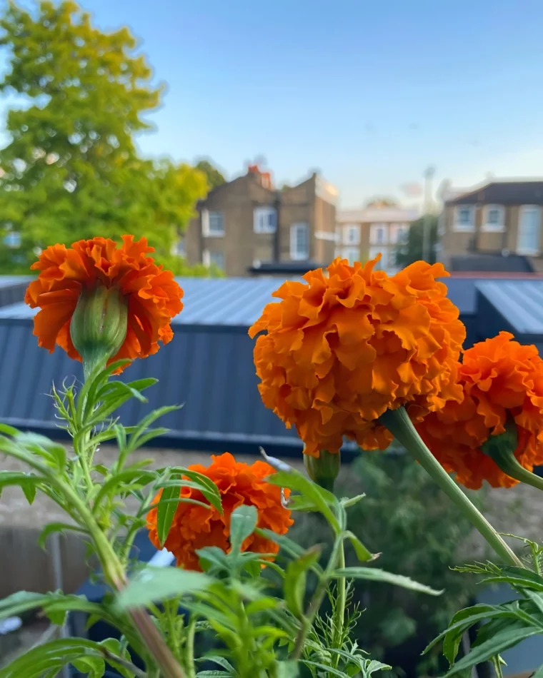 oeillets d inde fleurs orange vif culture balcon pots suspendus