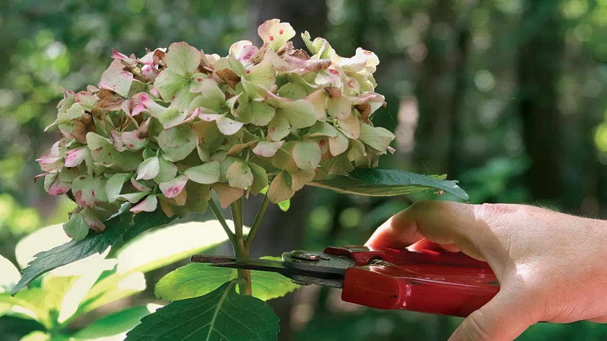 Fautil couper les fleurs fanées des hortensias en été ? Voici le secret des jardiniers pour une