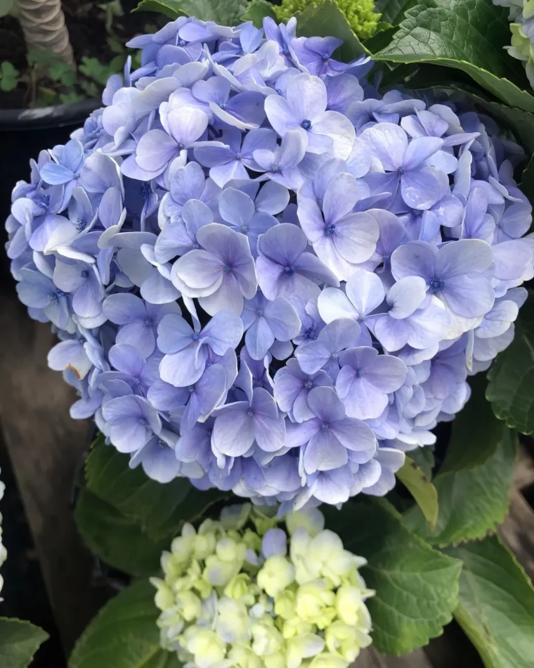 ou placer les hortensias dans le jardin