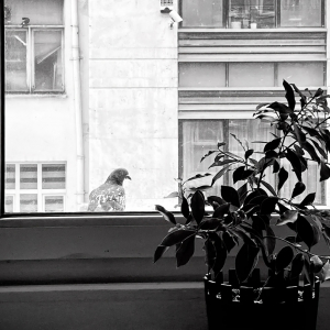 photo blanc noir oiseau fenetre vitre plante verte pot