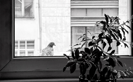photo blanc noir oiseau fenetre vitre plante verte pot