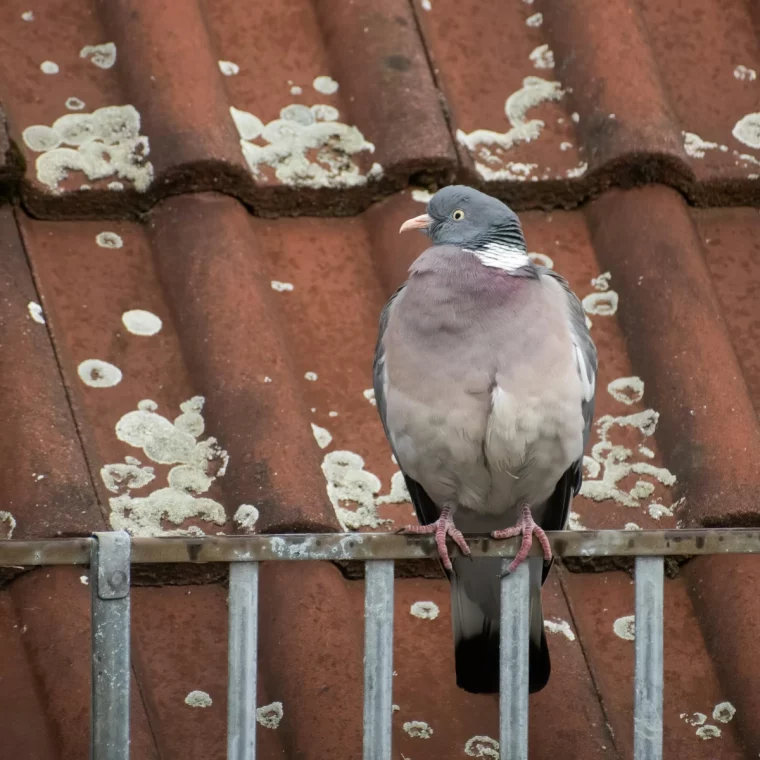 pigeon signification spirituelle toit support metal vue d en haut
