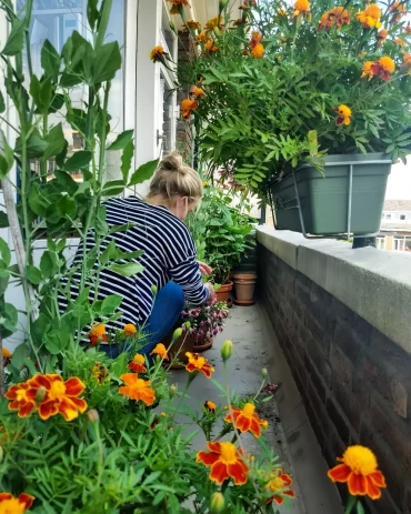 plantation oeillets d inde sur balcon conteneurs jardinieres suspendues