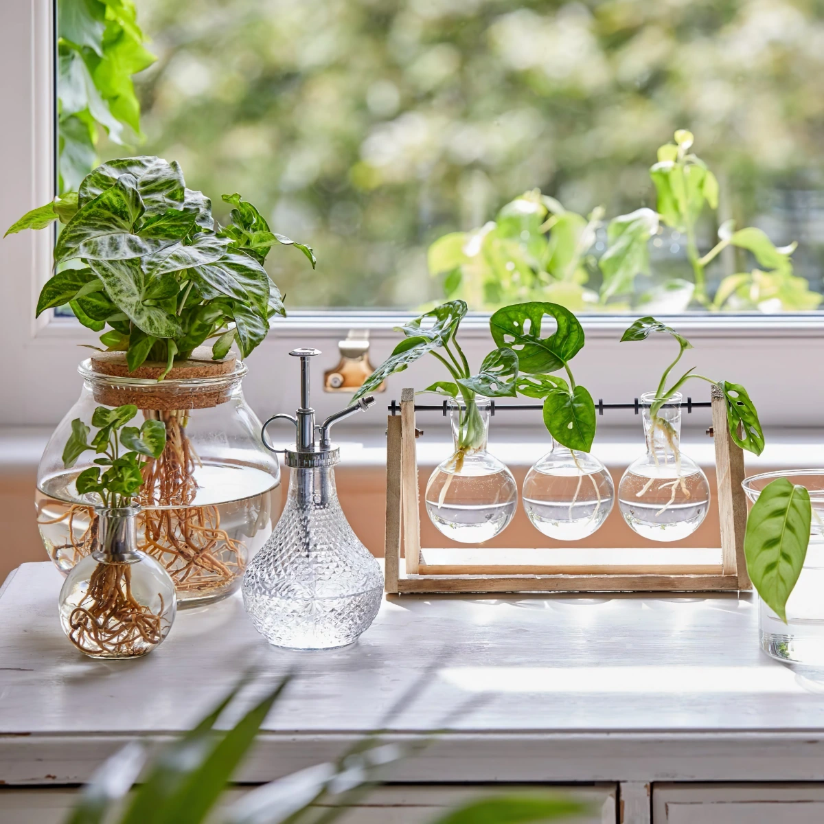 plante hydroponique conteneurs recipients en verre eau soleil