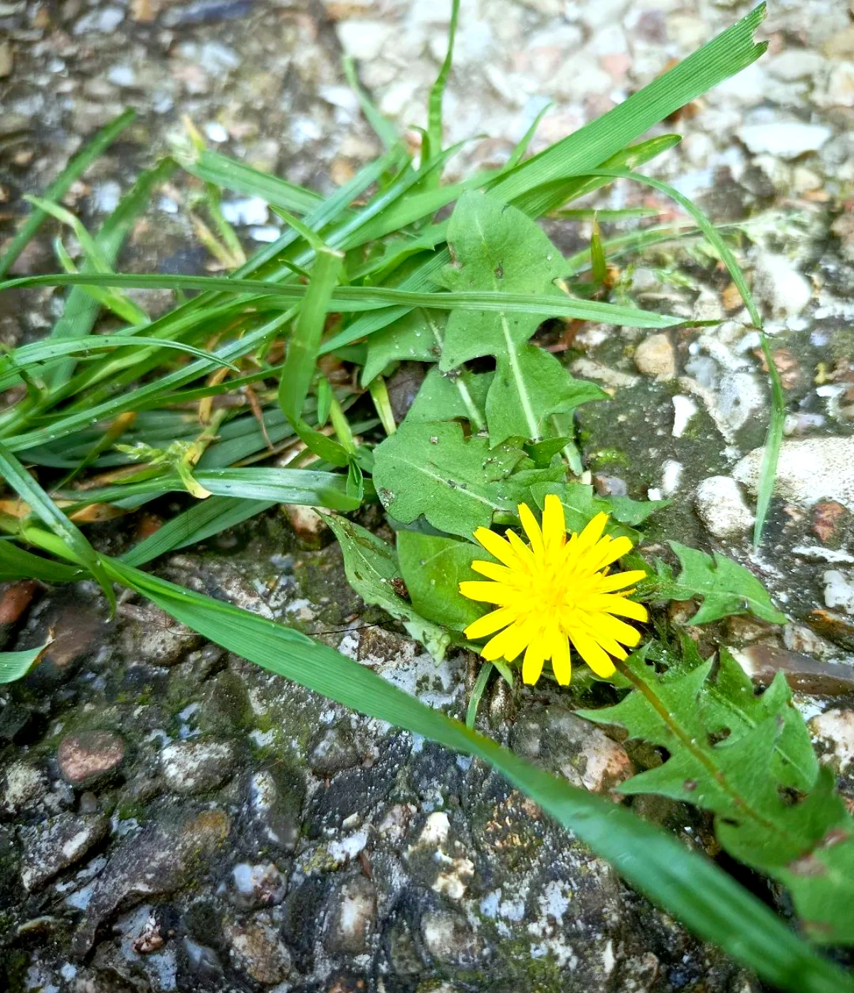 plantes couvre sol contre les mauvaises herbes pissenlits fleur jaune