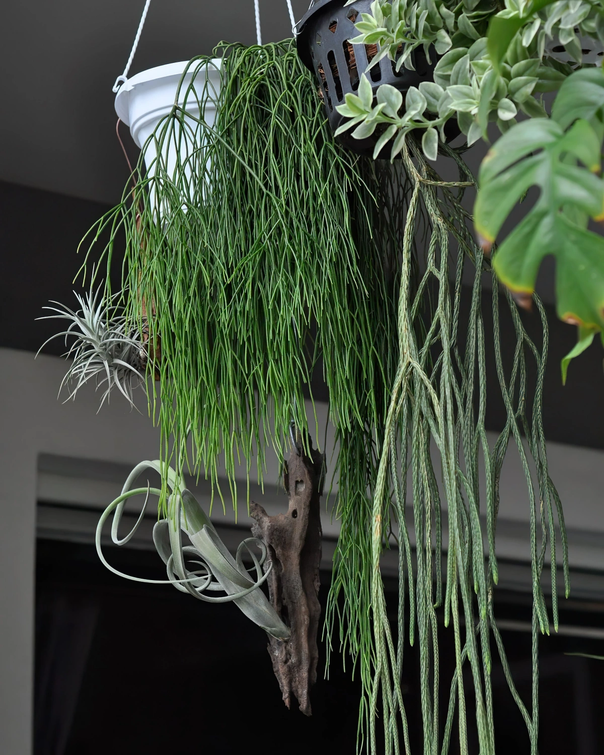 pots suspendus verandas exterieur plante retombante tiges longues