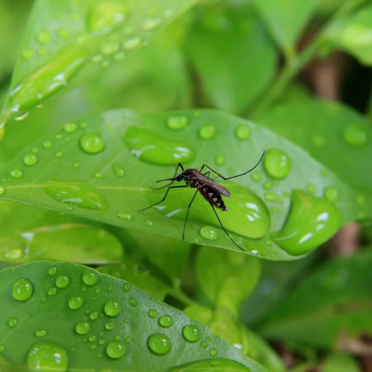 pourquoi les moustiques nous piquent feuille verte avec des gouttes