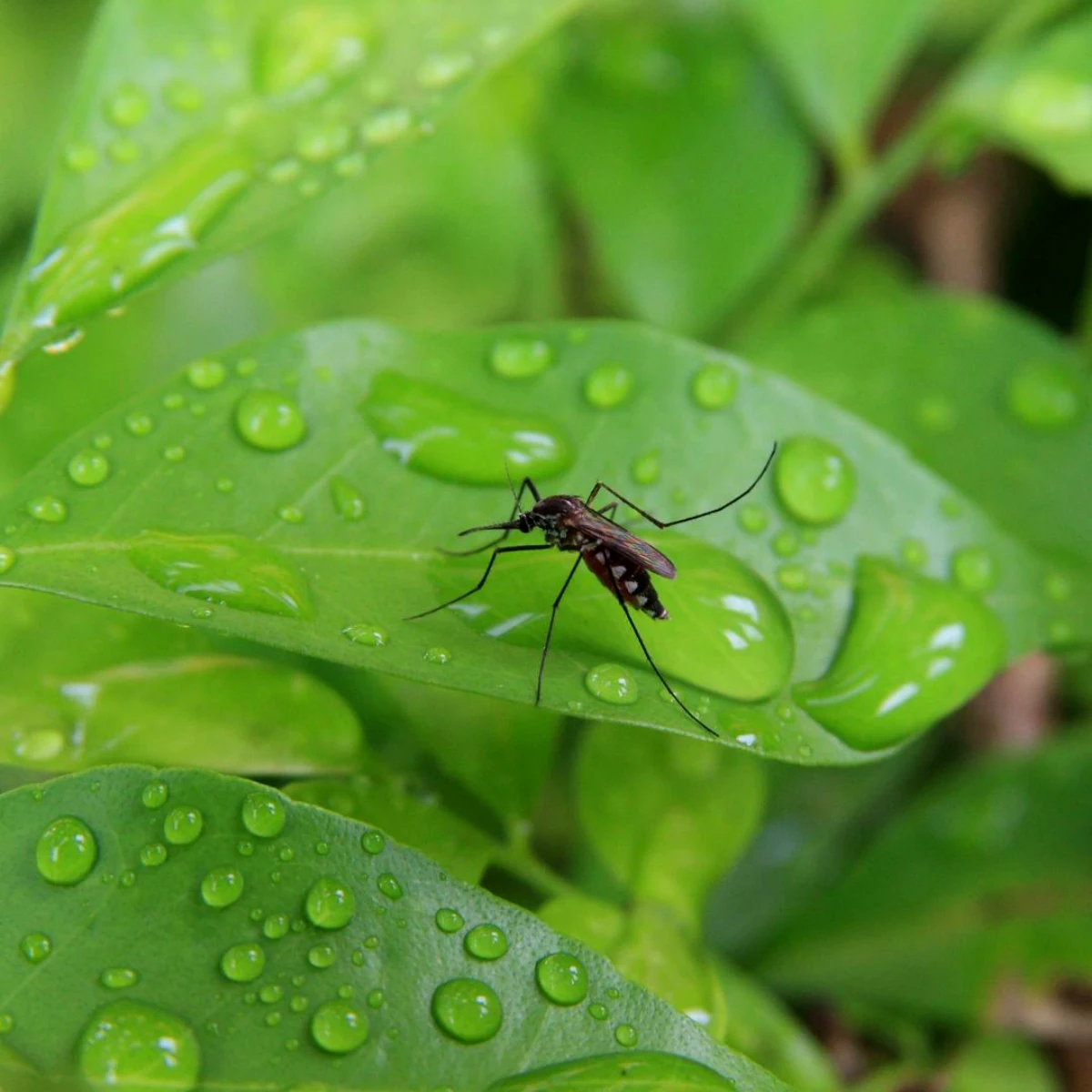 pourquoi les moustiques nous piquent feuille verte avec des gouttes