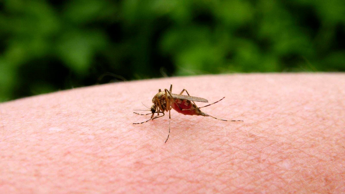 prevention contre les moustiques