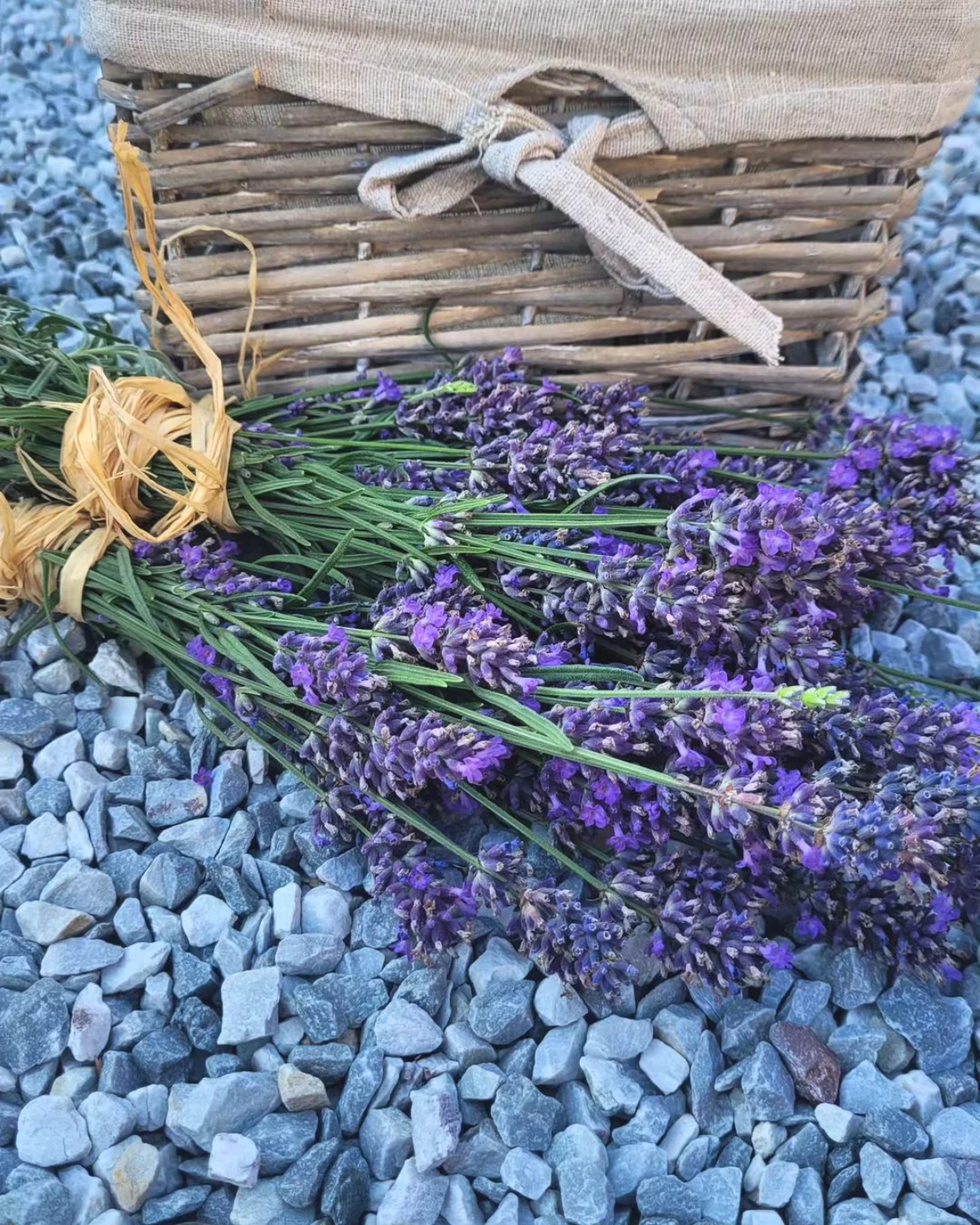 problemes arrosage lavande graviers bouquets de lavande fleurs violettes
