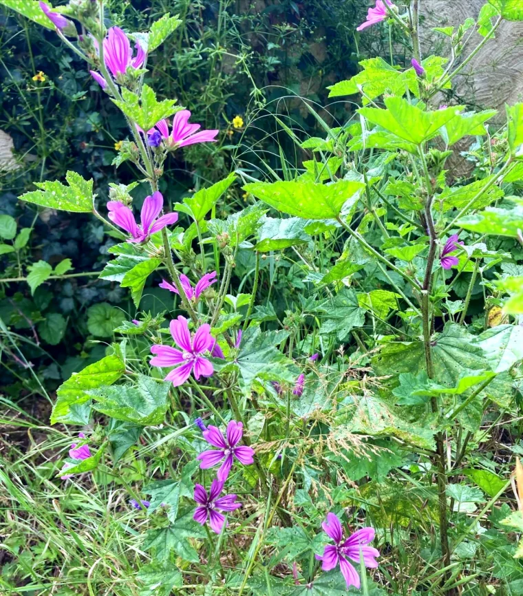 produits naturels contre le mauvaises herbes fleurs violettes