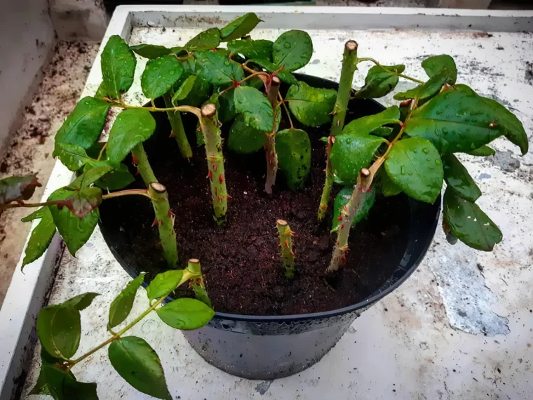 quand bouturer les rosiers tout ce qu il faut savoir