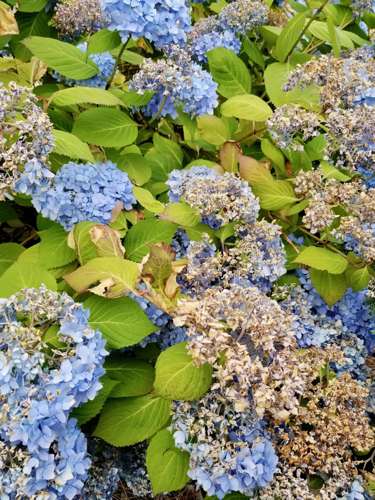 que faire des fleurs fanees des hortensias conseils