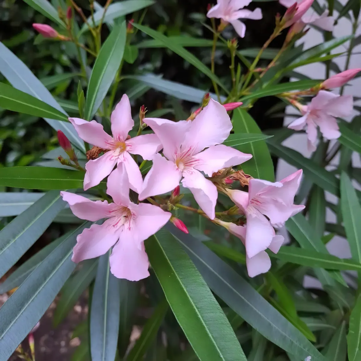 quel arbuste au feuillage persistant et a floraison estivale choisir