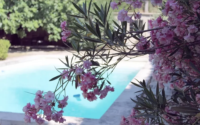 quel arbuste pour amenagement paysager autour d une piscine