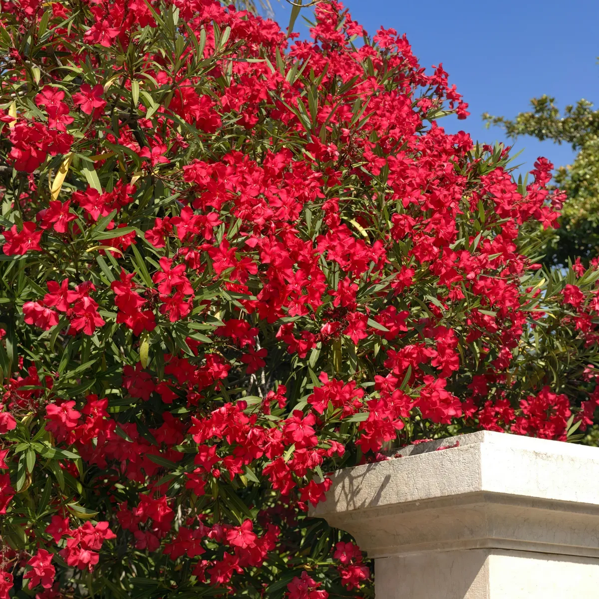 quel emplacement choisir pour une haie de laurier rose