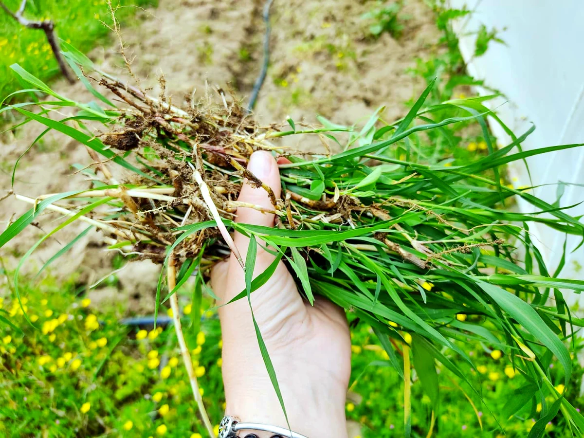 quelle periode pour enlever les mauvaises herbes