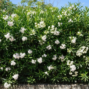 quels soins d entretien pour une haie de laurier rose