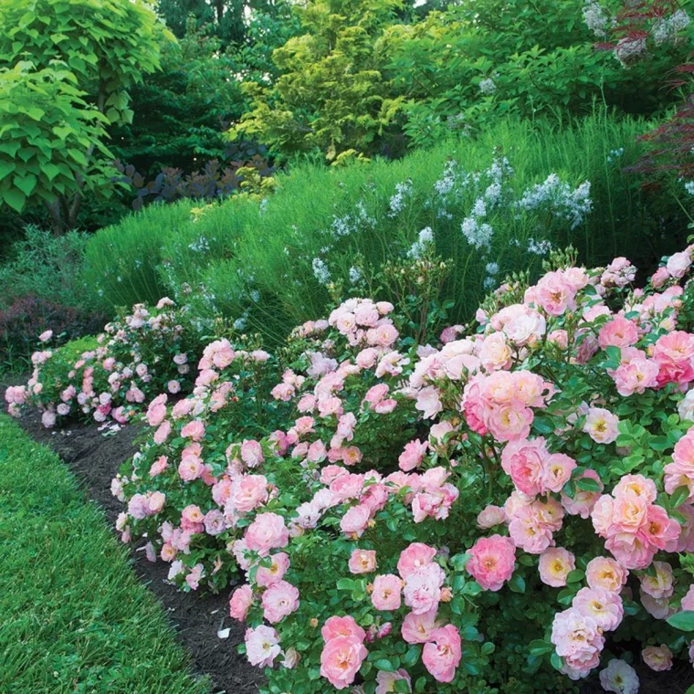 rosier couvre sol persistant jardin pelouse verte fleurs roses