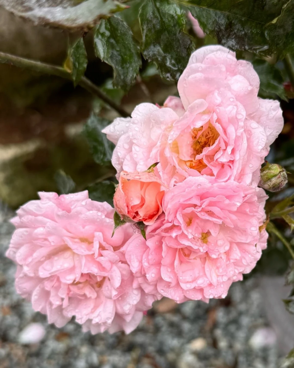 rosier couvre sol pour terrain en pente fleurs roses